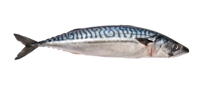 Frozen Mackerel (Box)